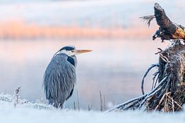 Blauwe Reiger tijdens koude ochtend