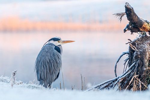 Blauwe Reiger tijdens koude ochtend