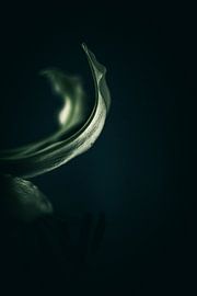 Where Lilies Dream van Saskia de Wal