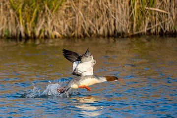 Harle bièvre ascendant sur Marcel Jagt