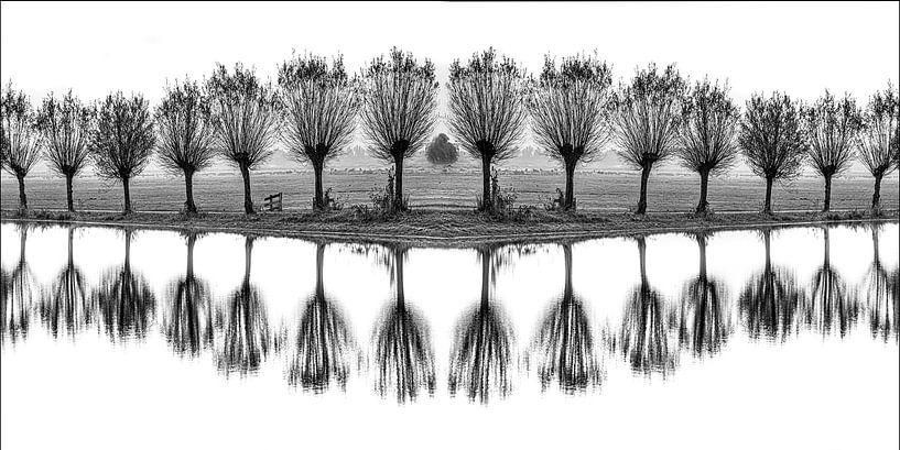Willow trees in a row along the water by Harrie Muis