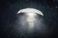Autumn 2018 Magical Mushrooms von Angelo van der Klift Miniaturansicht