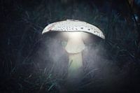 Autumn 2018 Magical Mushrooms