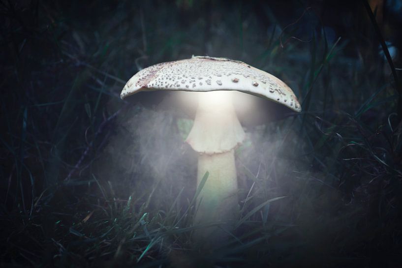 Autumn 2018 Magical Mushrooms par Angelo van der Klift