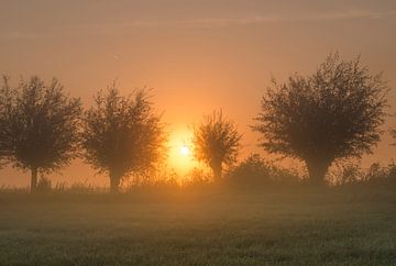 Knotwilgen in de mist