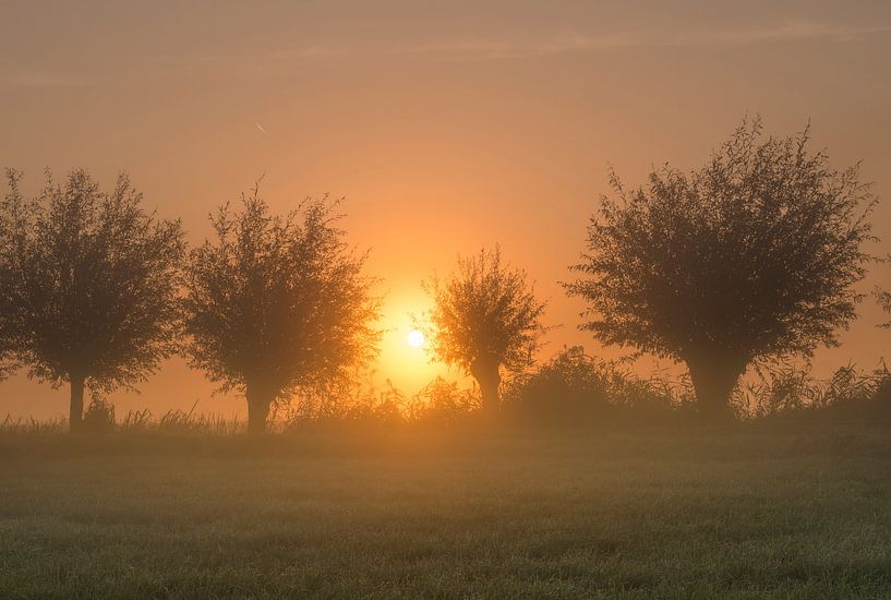 Pollard willows in the mist by Raoul Baart