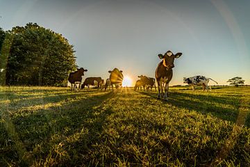 Koeien in de avondzon