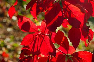 Herbstlaub