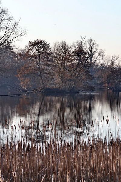 Trees by John Kerkhofs