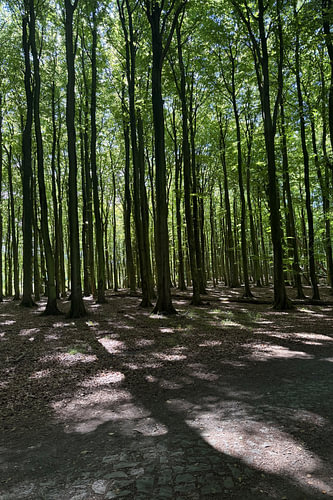 Bos met veel hoge bomen in het zonlicht