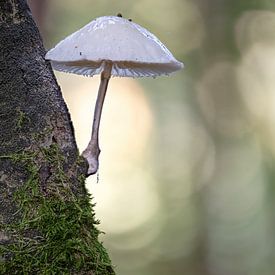 Champignon blanc en forme d'ombrelle sur une vieille branche devant un arrière-plan flou branch sur Hans-Jürgen Janda