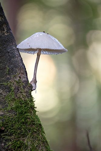 White umbrella mushroom on old branch against blurred background branch by Hans-Jürgen Janda