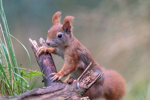 Rotes Eichhörnchen in der Kalmthoutse Heide