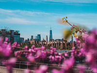 Lower Manhattan by the Blossom | NYC
