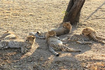 poema familie by Irene de Moree