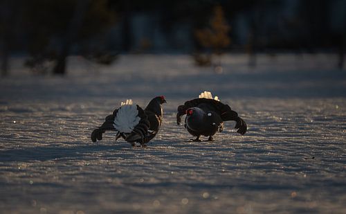 Korhoen (orre) (black grouse)