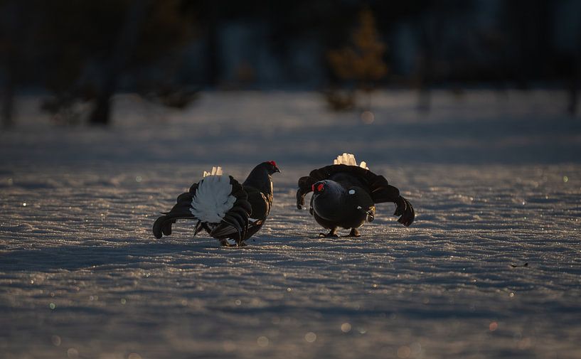 Grouse (orre) (black grouse) by Bart Cox