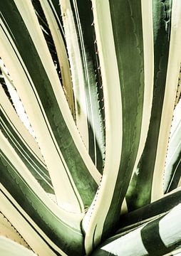 Succulente Symfonie van Shot by Clint