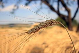 Grainaar by Alienbird