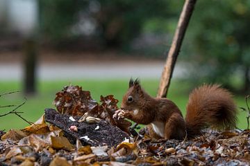 red squirrel looking for seeds and other foods and find peanuts on garden table by ChrisWillemsen
