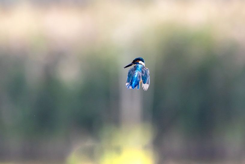 The kingfisher by Gh Verver Photography