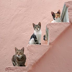 Drei Katzen auf einer rosa Treppe von Katho Menden