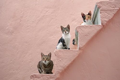 Drei Katzen auf einer rosa Treppe