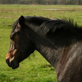 Zwart Paard van Andrea van Zwol