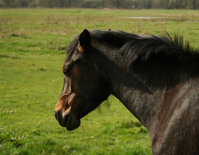 Zwart Paard par Andrea van Zwol