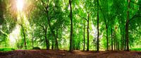 Panorama de la forêt en été par Dennis van de Water Aperçu