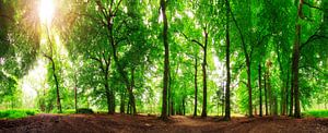 Waldpanorama Sommer