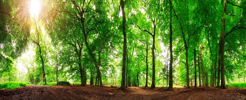 Zomers bos panorama