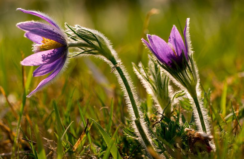 Lichttanz auf Blüten - Kuhschellen im Fokus von Fototante