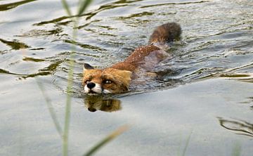 Zwemmende vos. van Robert Moeliker