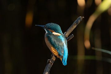 Junger Eisvogel. von Wouter Van der Zwan