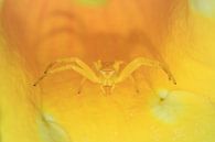Gele krabspin Madagaskar van Dennis van de Water thumbnail