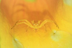 Gele krabspin Madagaskar von Dennis van de Water