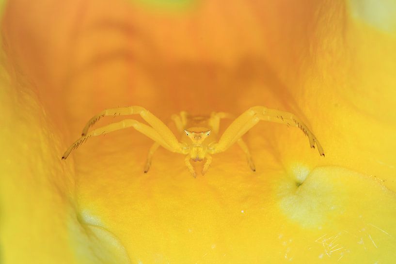 Gele krabspin Madagaskar van Dennis van de Water