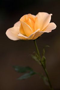 Eine gelb-orangefarbene Rose