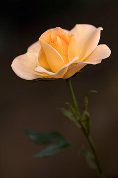 Een geel oranje roos van Marga Vroom