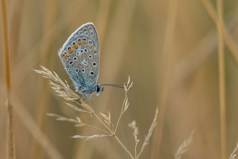 Ikarusblau bei Sonnenaufgang von Sven Scraeyen