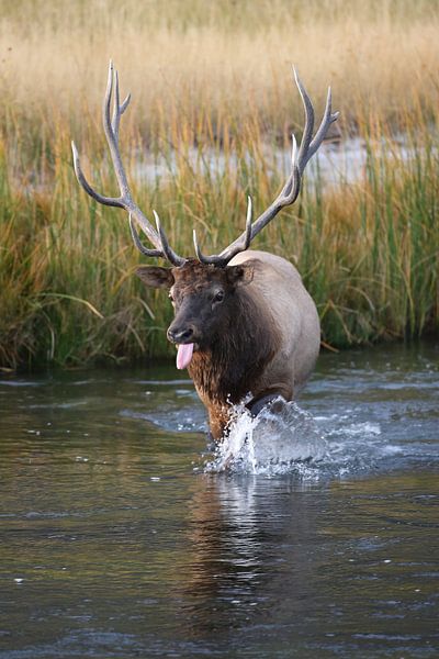 Eland, Wapiti, Cervus elephas, YelElk, Wapiti, Cervus elephas, Yellowstone National Park, Wyoming US van Frank Fichtmüller
