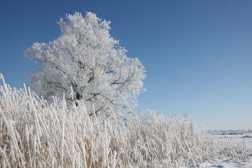 Bäume im Winter von Ruud Wijnands