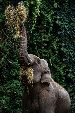 Elefant von Evi Willemsen