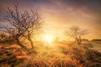 Sunrise over the Balloërveld in Drenthe on a beautiful morning with warm sunlight over the landscape
