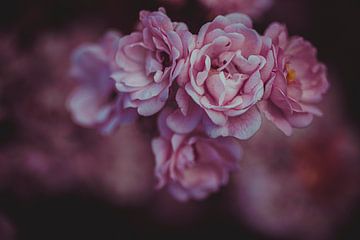 pink small roses by Margriet Hulsker