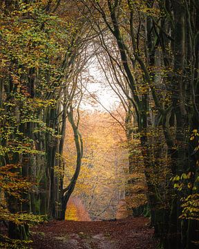 Une rangée d'arbres magique sur Wennekes Photography
