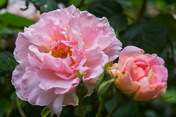 Fleurs botaniques Pivoine rose sur Blond Beeld
