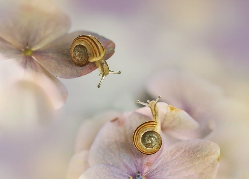 Petits escargots.... par Ellen van Deelen