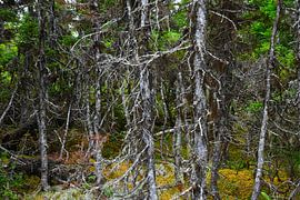 GROS MORNE 3 by Miroslav Ptacek